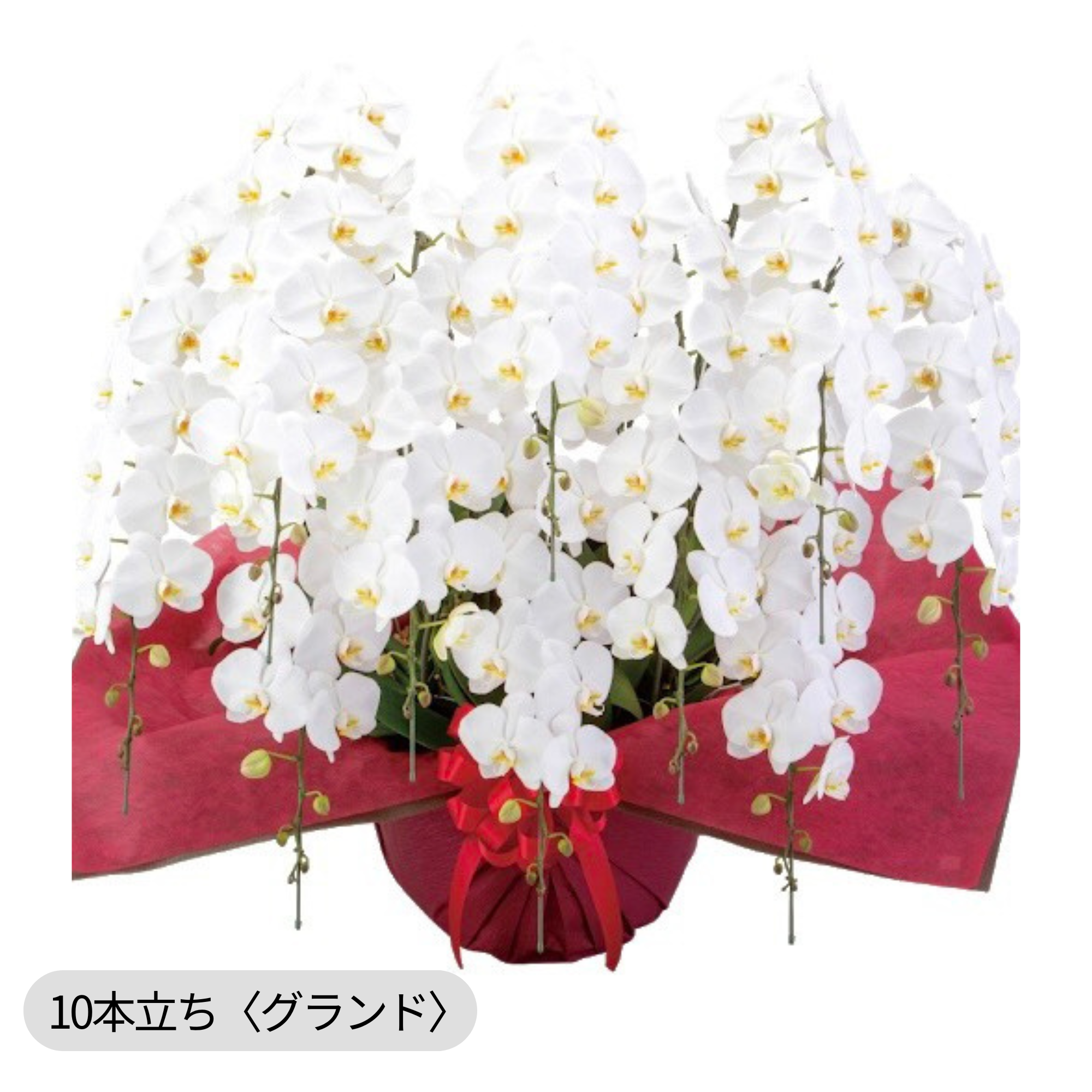 胡蝶蘭〈白・特注品〉