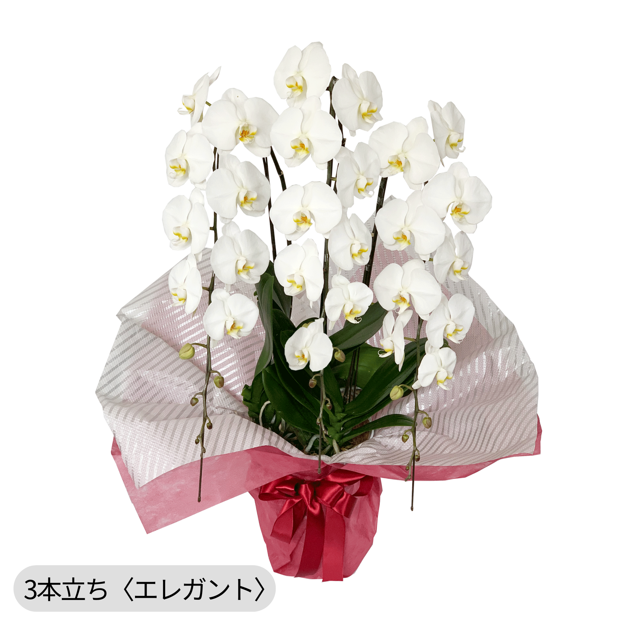 胡蝶蘭〈白・3本立ち〉