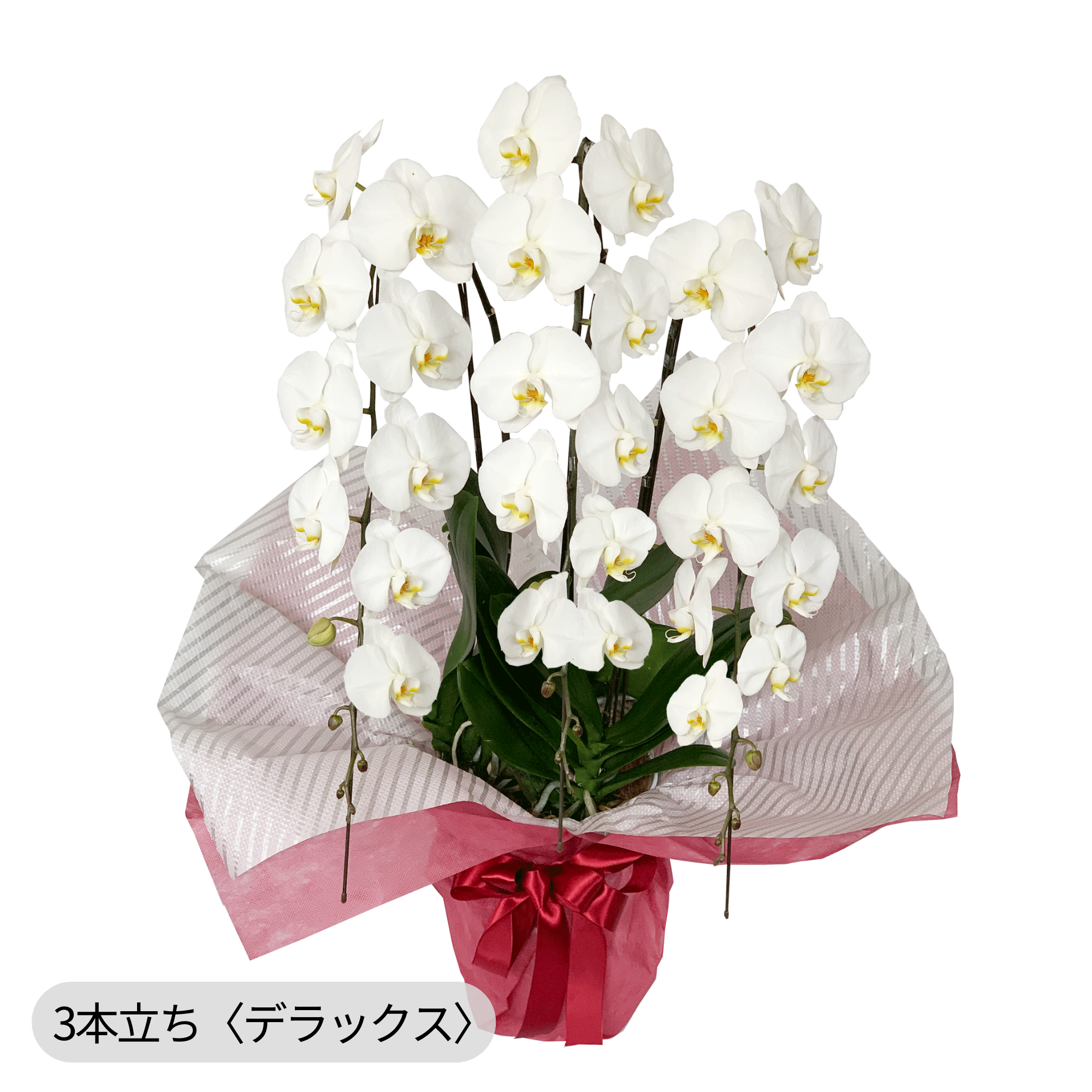 胡蝶蘭〈白・3本立ち〉