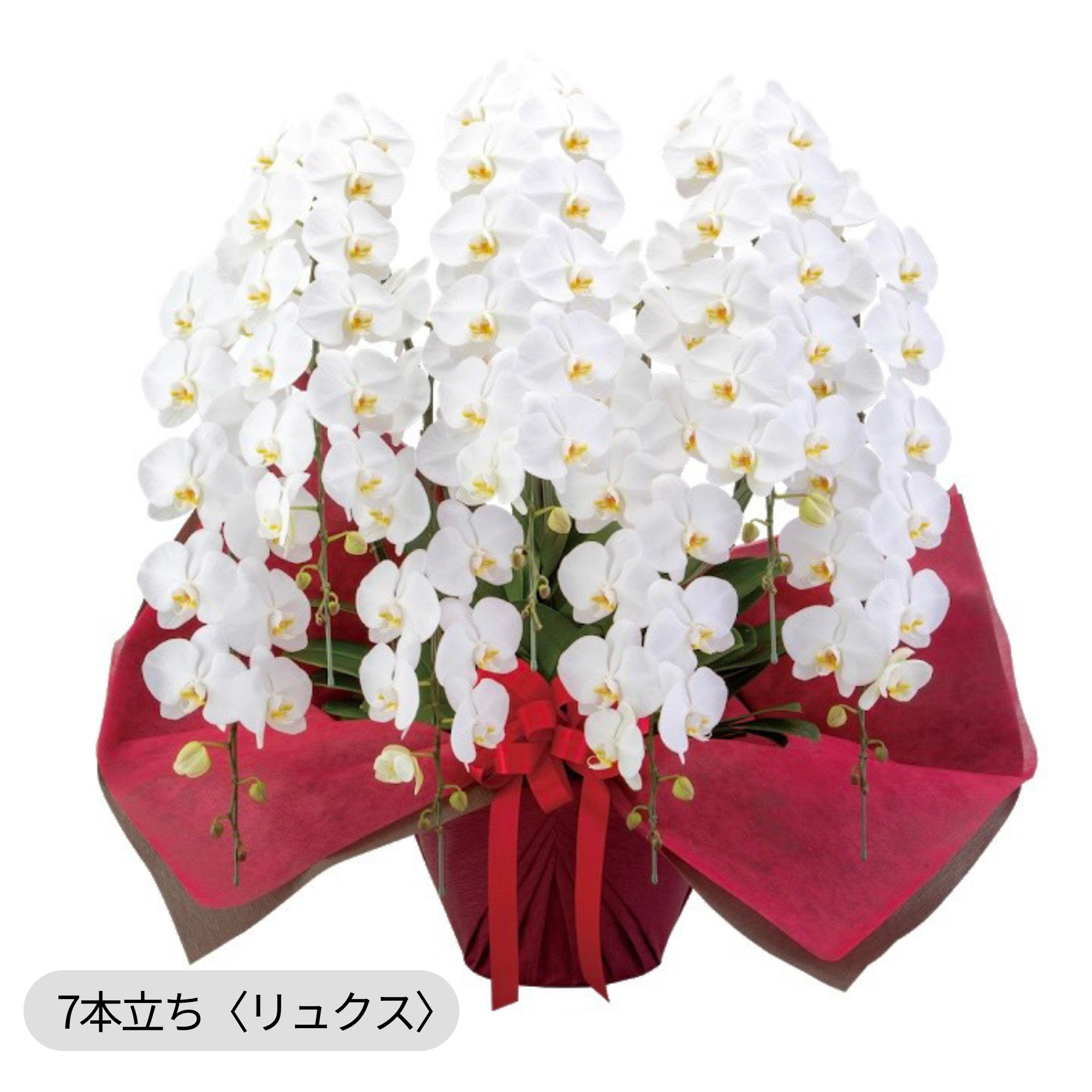 胡蝶蘭〈白・特注品〉
