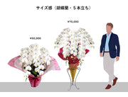 胡蝶蘭〈ピンク・5本立ち〉