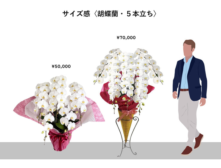 胡蝶蘭〈ピンク・5本立ち〉