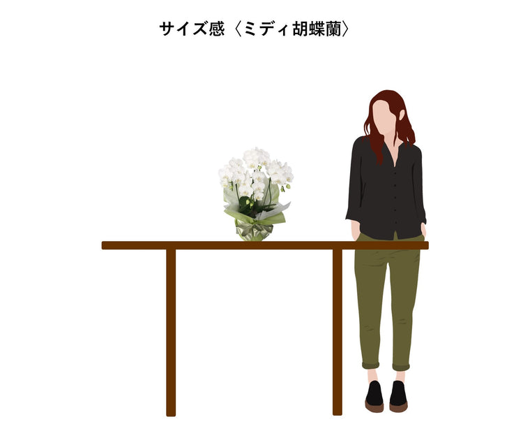 ミニ胡蝶蘭〈4本・5本立ち〉