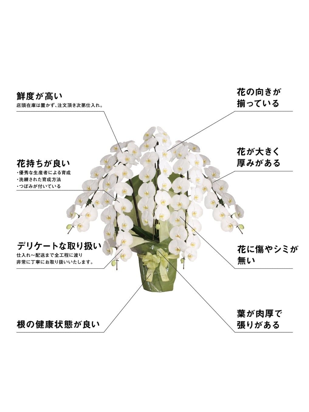 大輪 胡蝶蘭（白・10本立ち・グランド） - BLOOM&STRIPES オンラインショップ