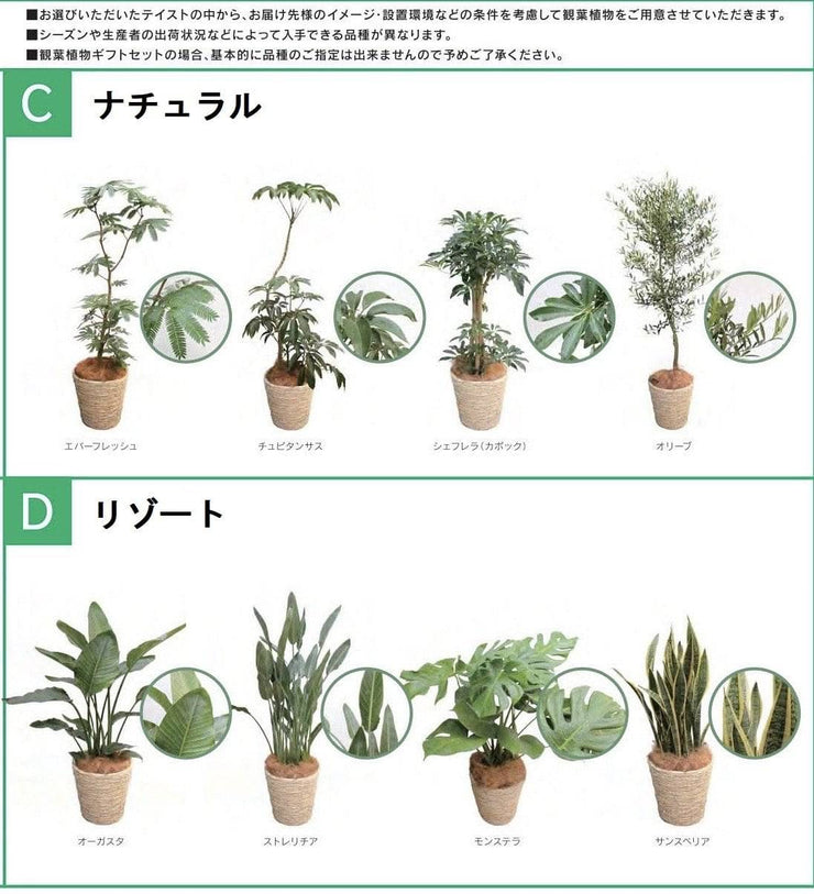 ギフト用観葉植物セット（L）-BLOOM&STRIPESオンラインショップ